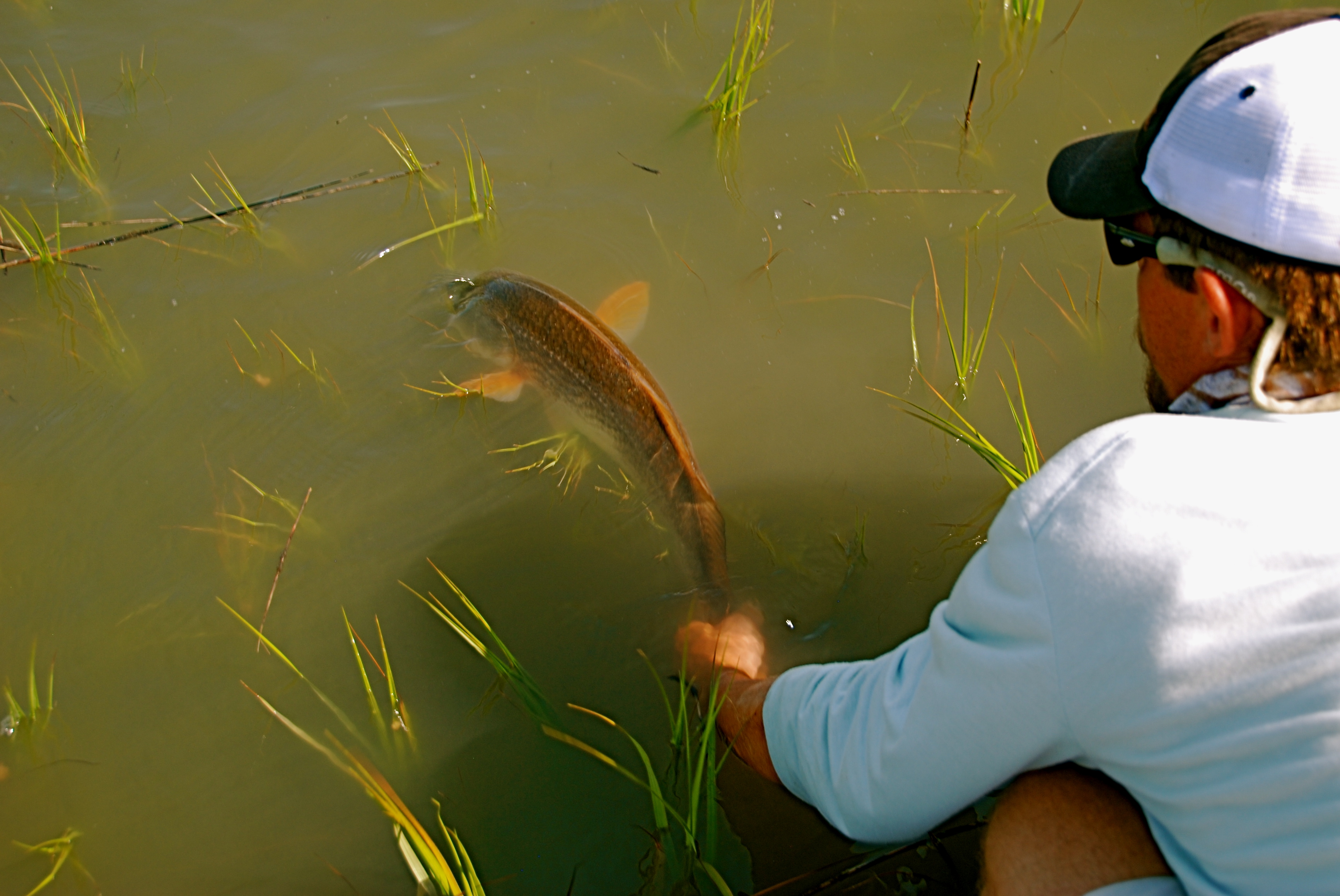 Low Country Redfish